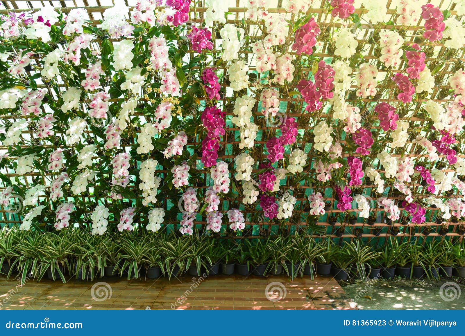 Flower Wall stock image. Image of history, flowers, plants 81365923