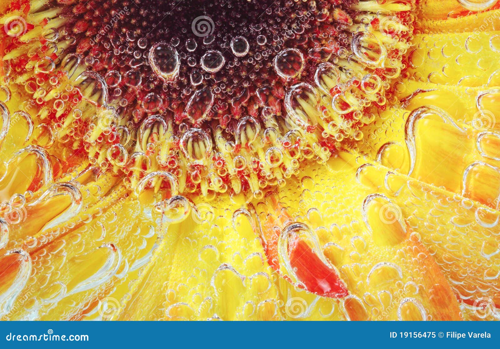 Flower in Water with Bubbles Isolated Stock Image Image of background, macro 19156475