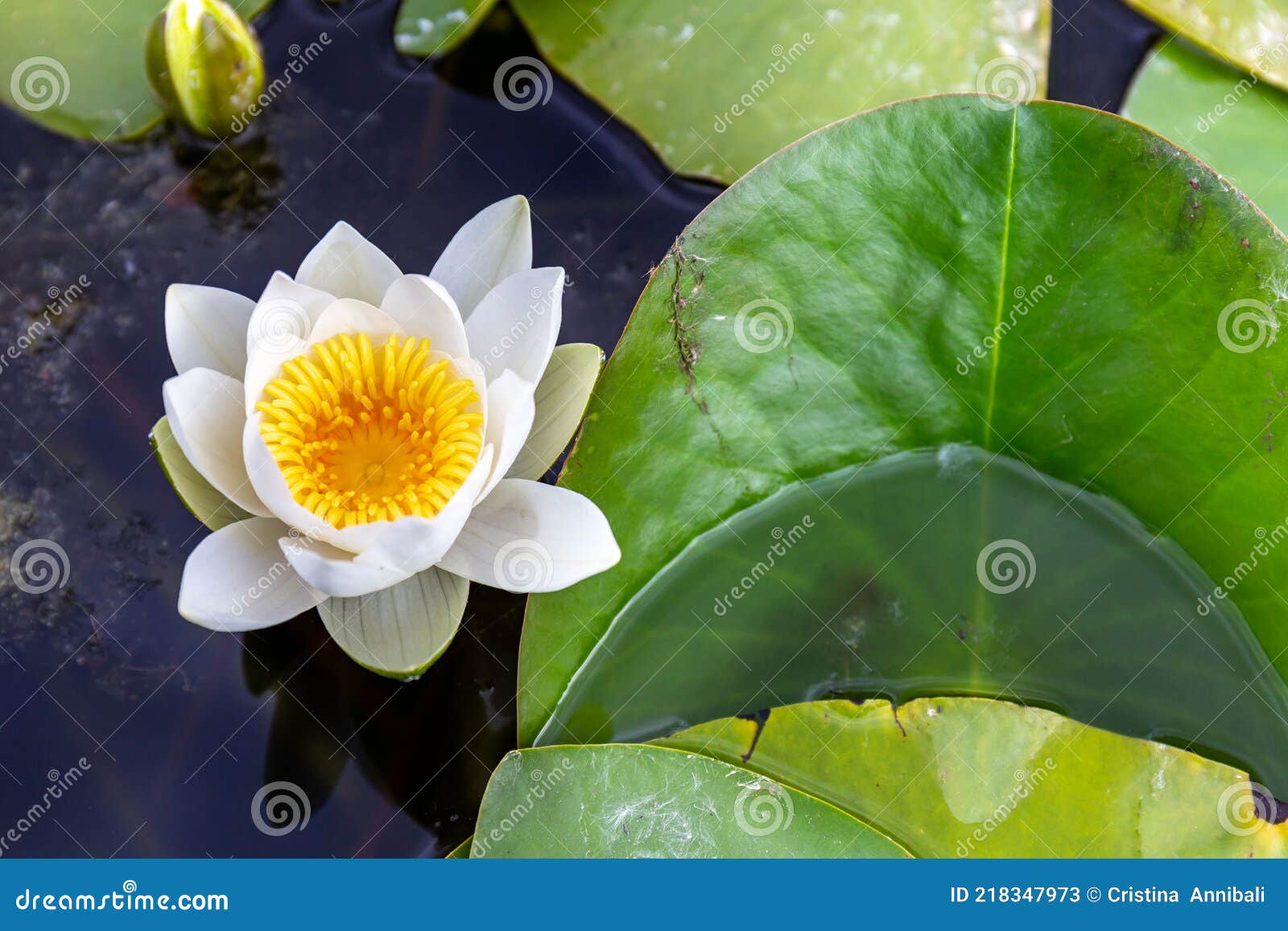 a flower of water lily `alba` lotus with a yellow heart brillante floating in a pond with its characteristic large round leaves.