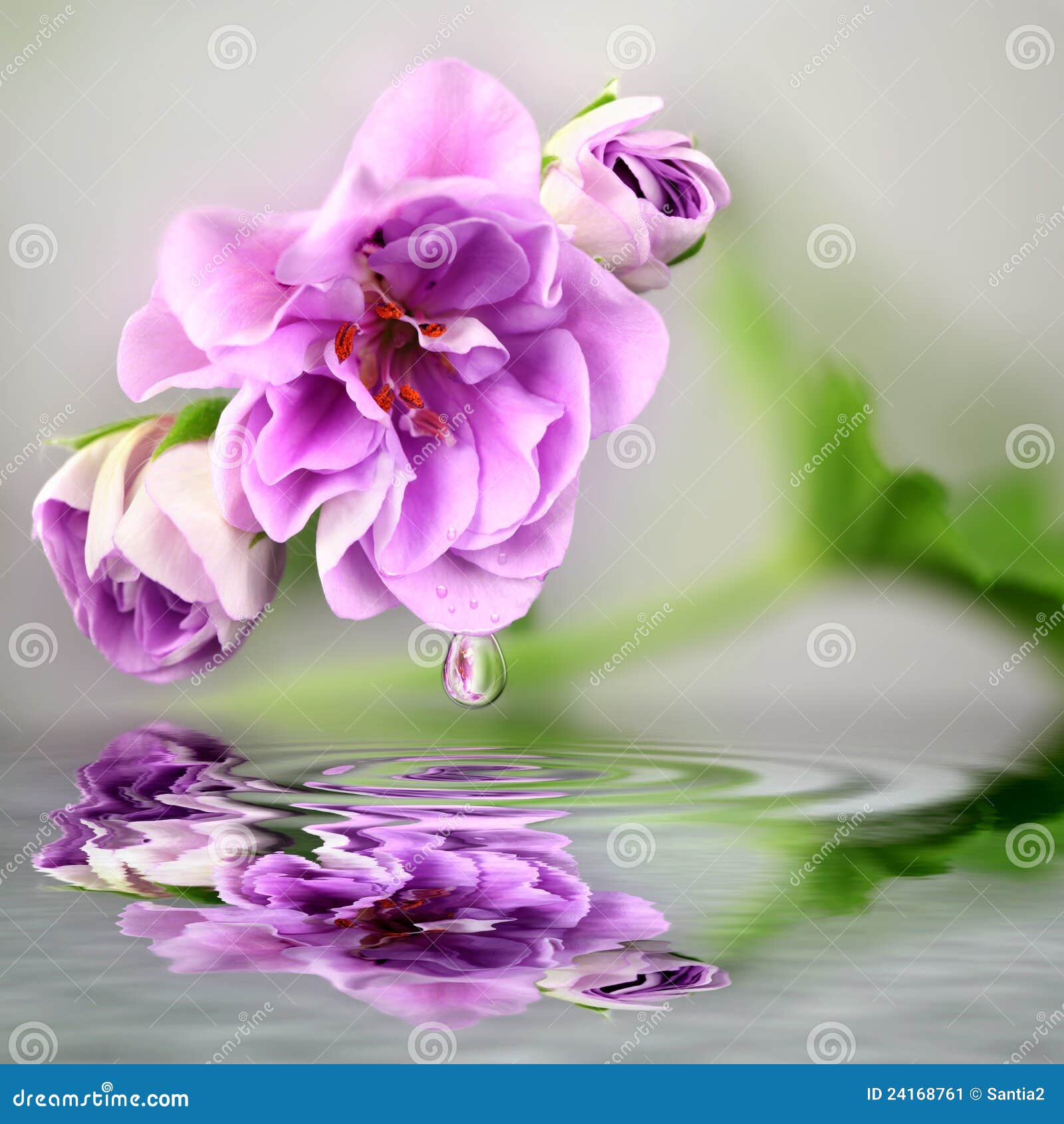 Flower with Water Reflection Stock Image Image of grey, decoration