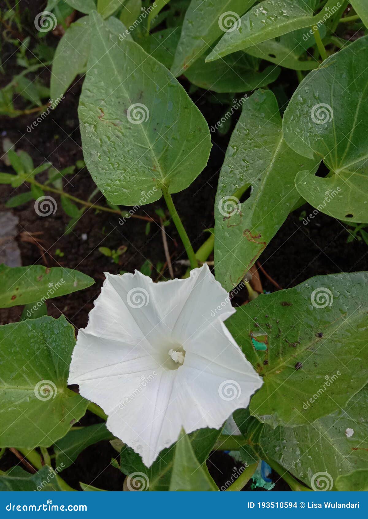 Flower of Water Spinach stock photo. Image of tree, wildflower 193510594