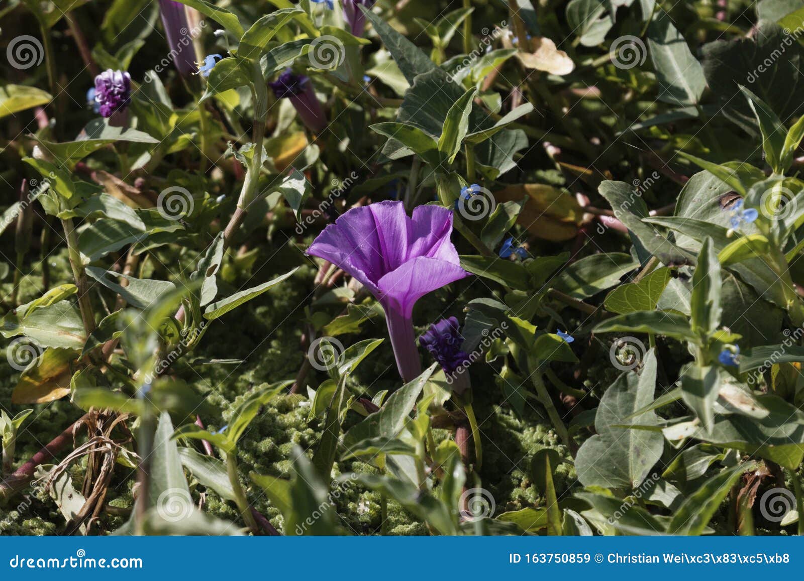 Flower of Water Spinach, Ipomoea Aquatica Stock Image Image of leaves, blossom 163750859