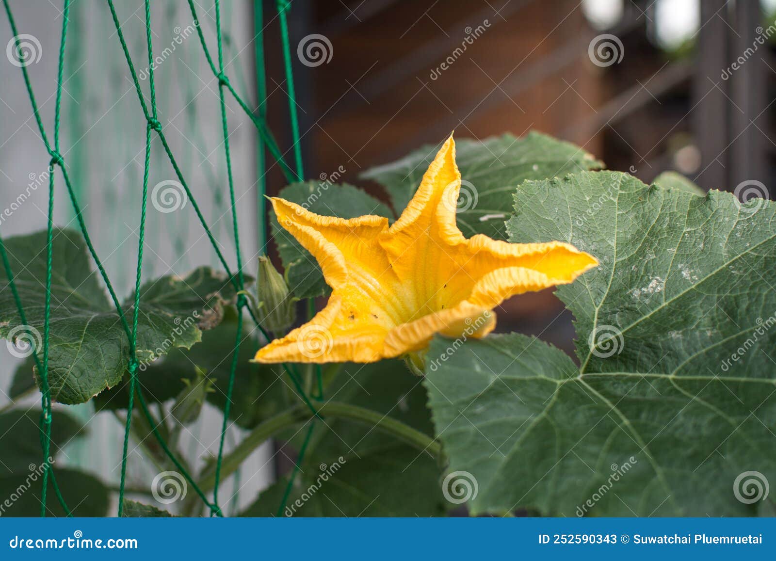 Flower of Wax Gourd in a Vegetable Garden Stock Image Image of food