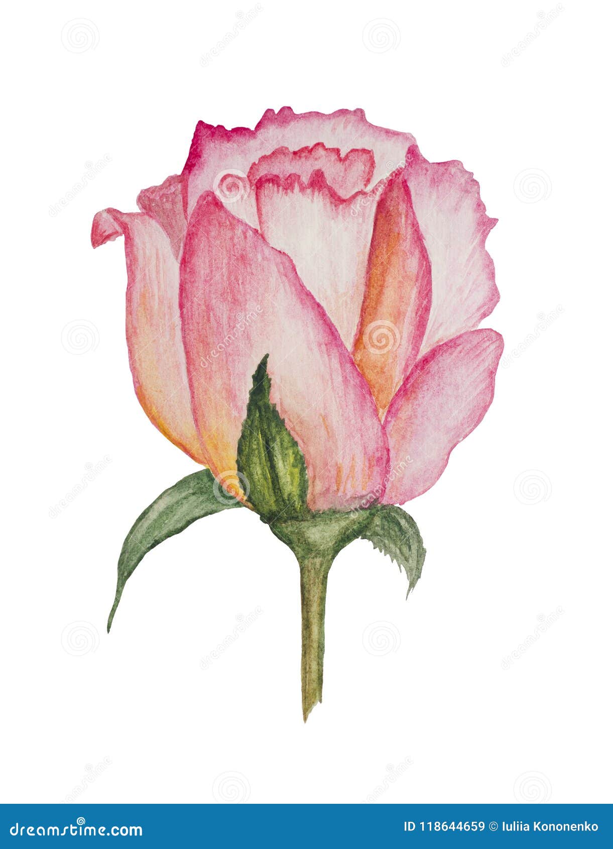 Gently Pink, Stylized, Watercolor Rose. Stock Image - Image of greeting ...