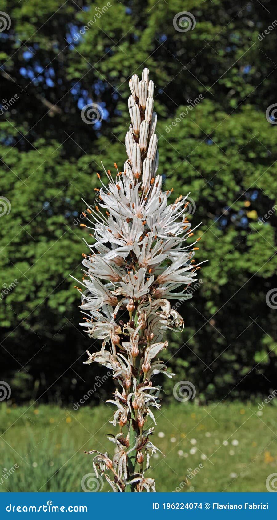 flower of white asphodel