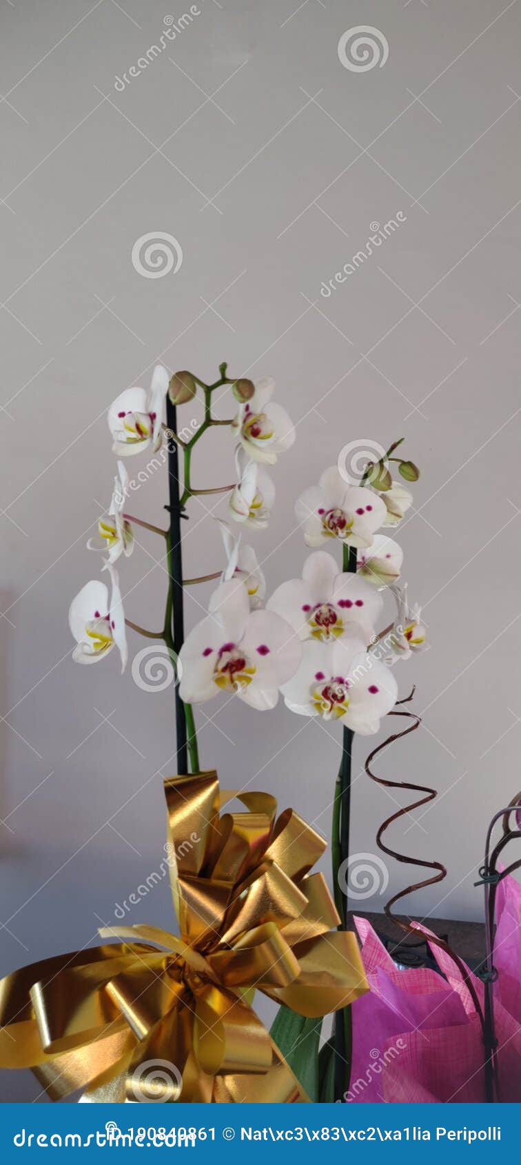 flower, white orquidea