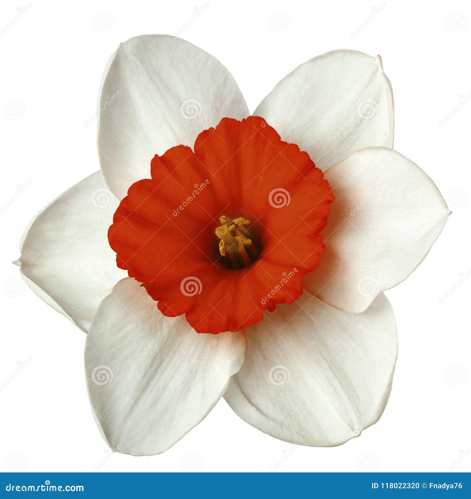 Flower White-red Narcissus on a White Isolated Background with Clipping ...