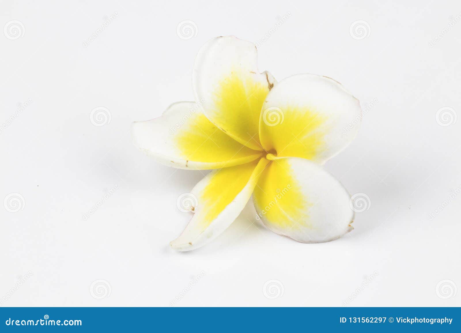 Single Flower with White Background for Greeting Stock Image - Image of  greeting, birthday: 131562297