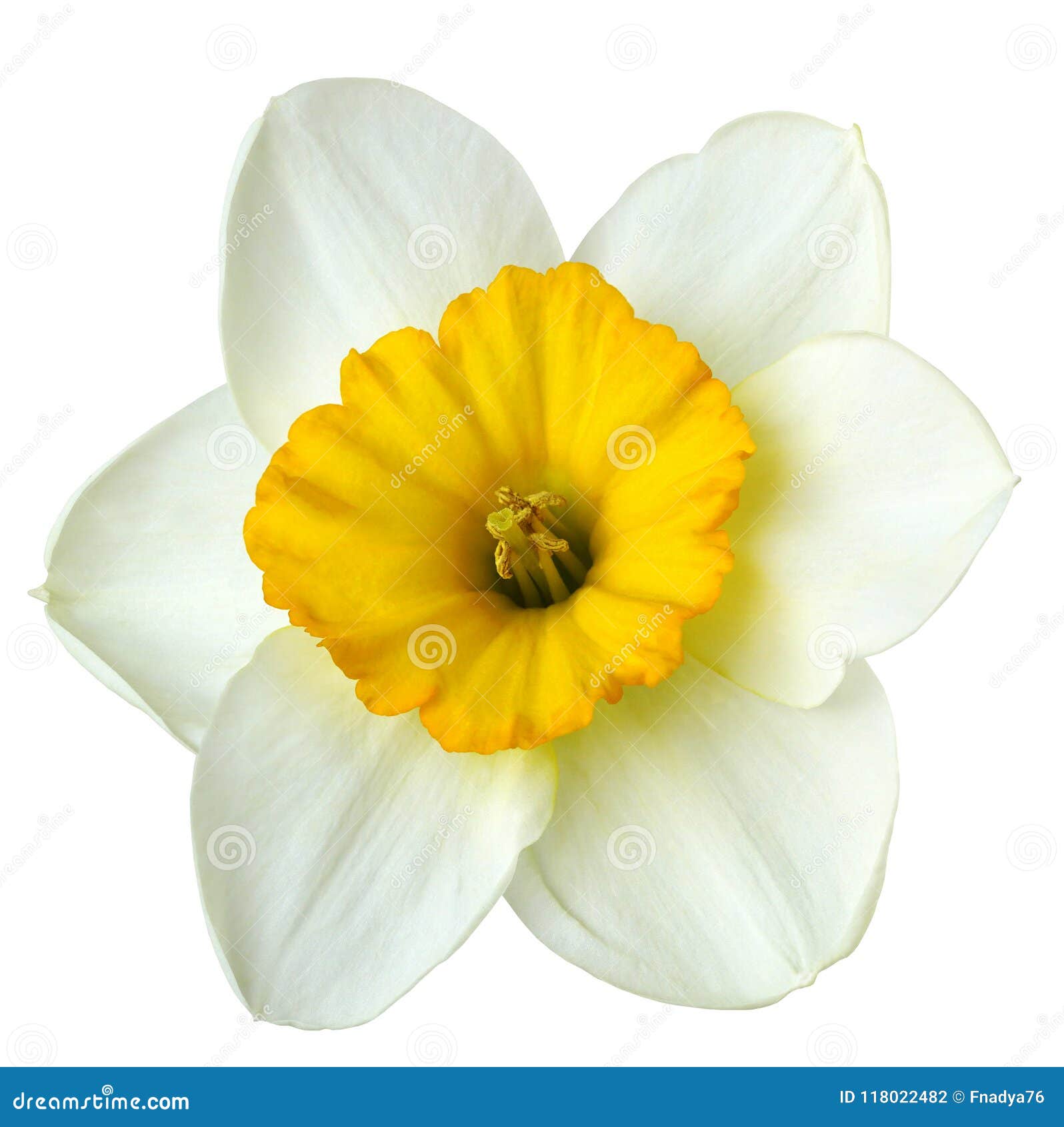 Flower White-yellow Narcissus on a White Isolated Background with ...