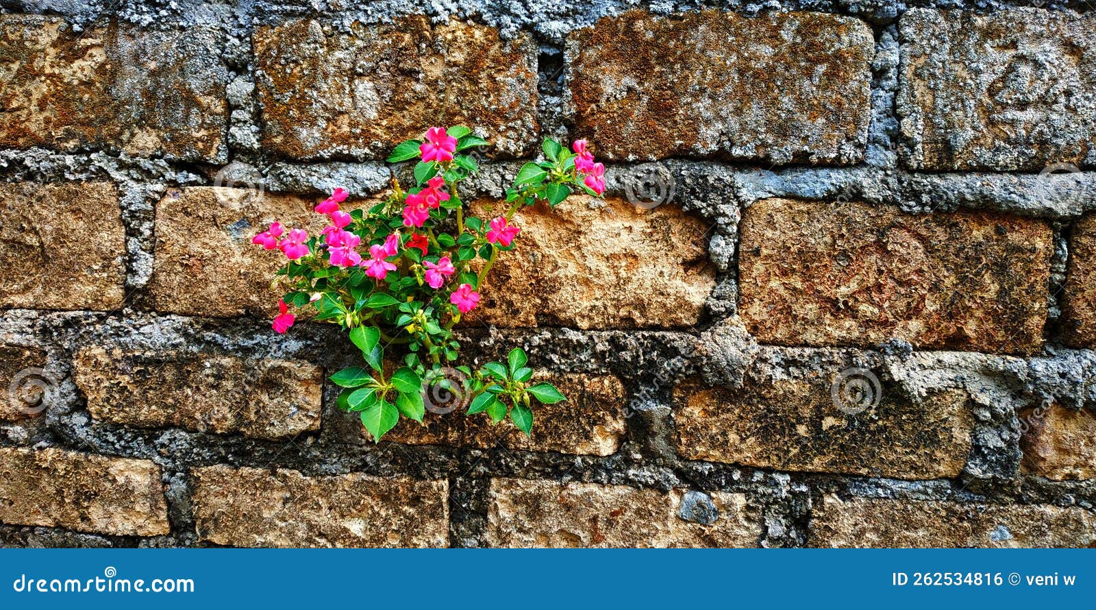 Flower on the wall stock photo. Image of grow, wall 262534816