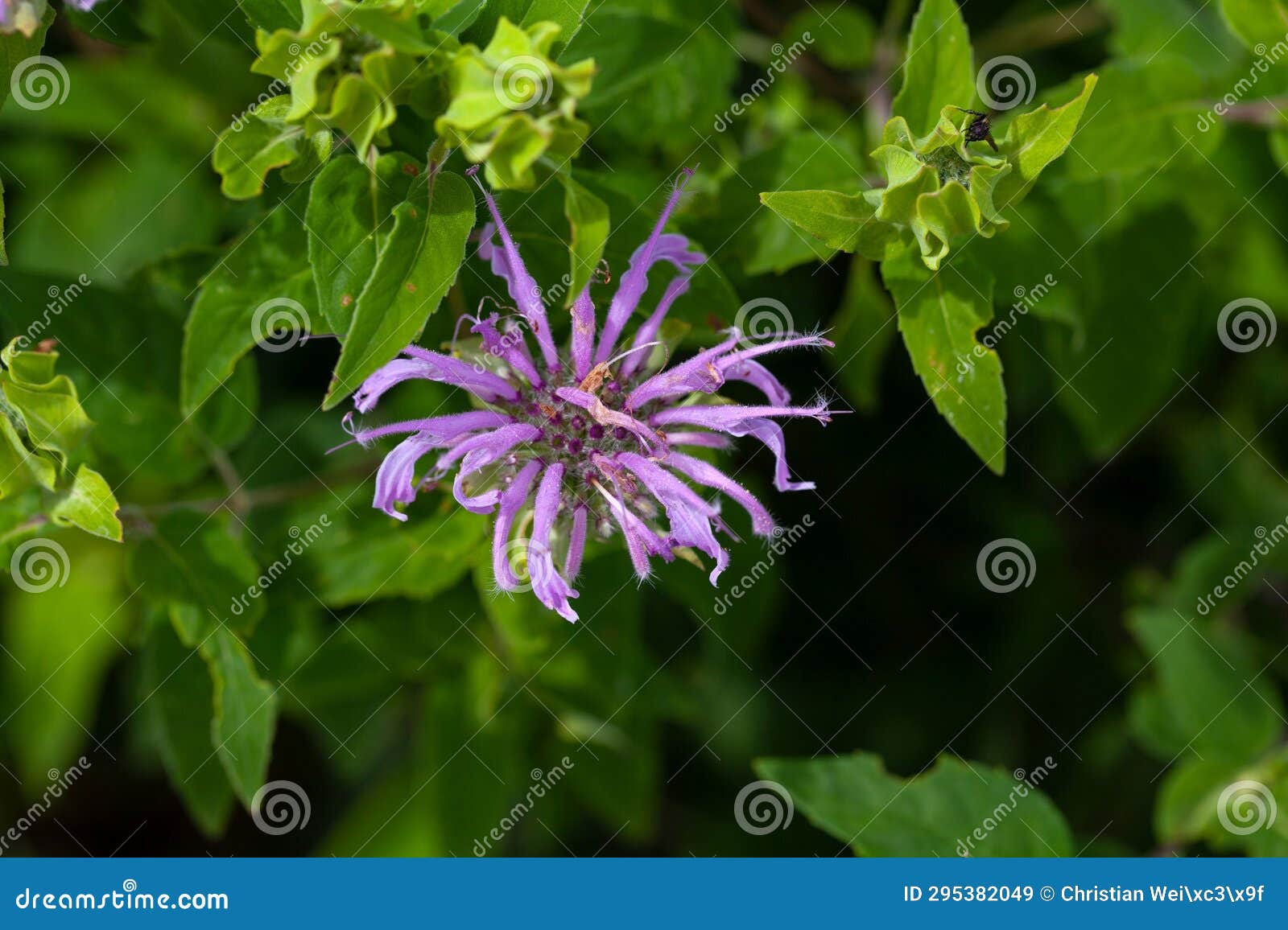 flower of a wild bergamot, monarda fistulosa