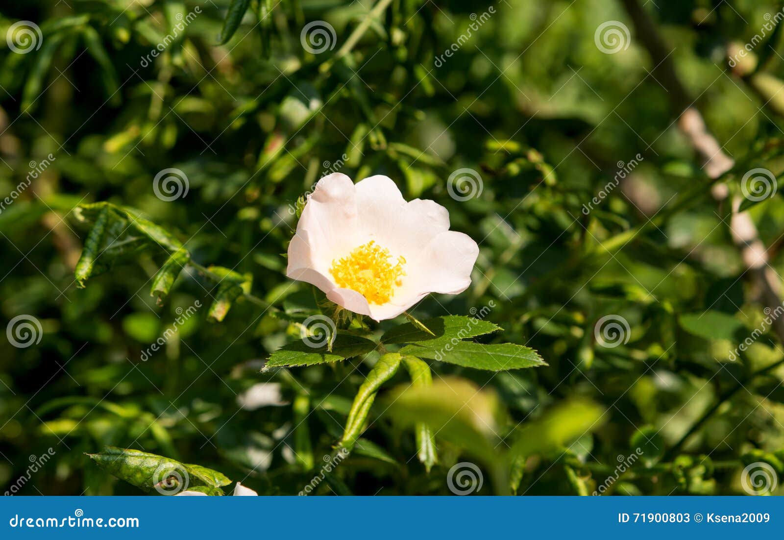 Flower Wild Rose Growing in the Spring Stock Image Image of botany