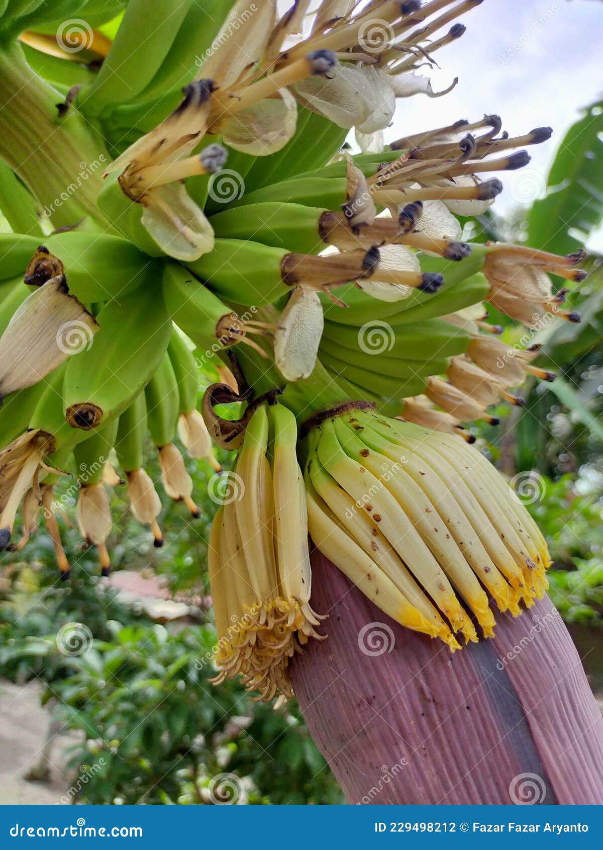 The Flower that Will the Banana and the Heart of the Banana Tree