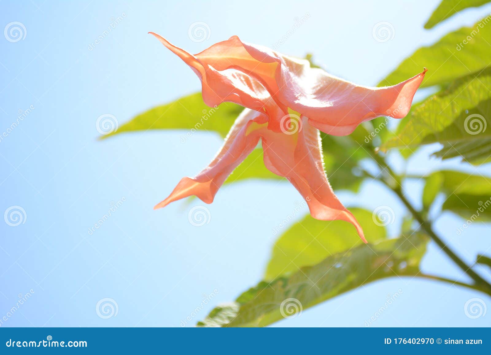 Flower worth seen stock photo. Image of springflower 176402970