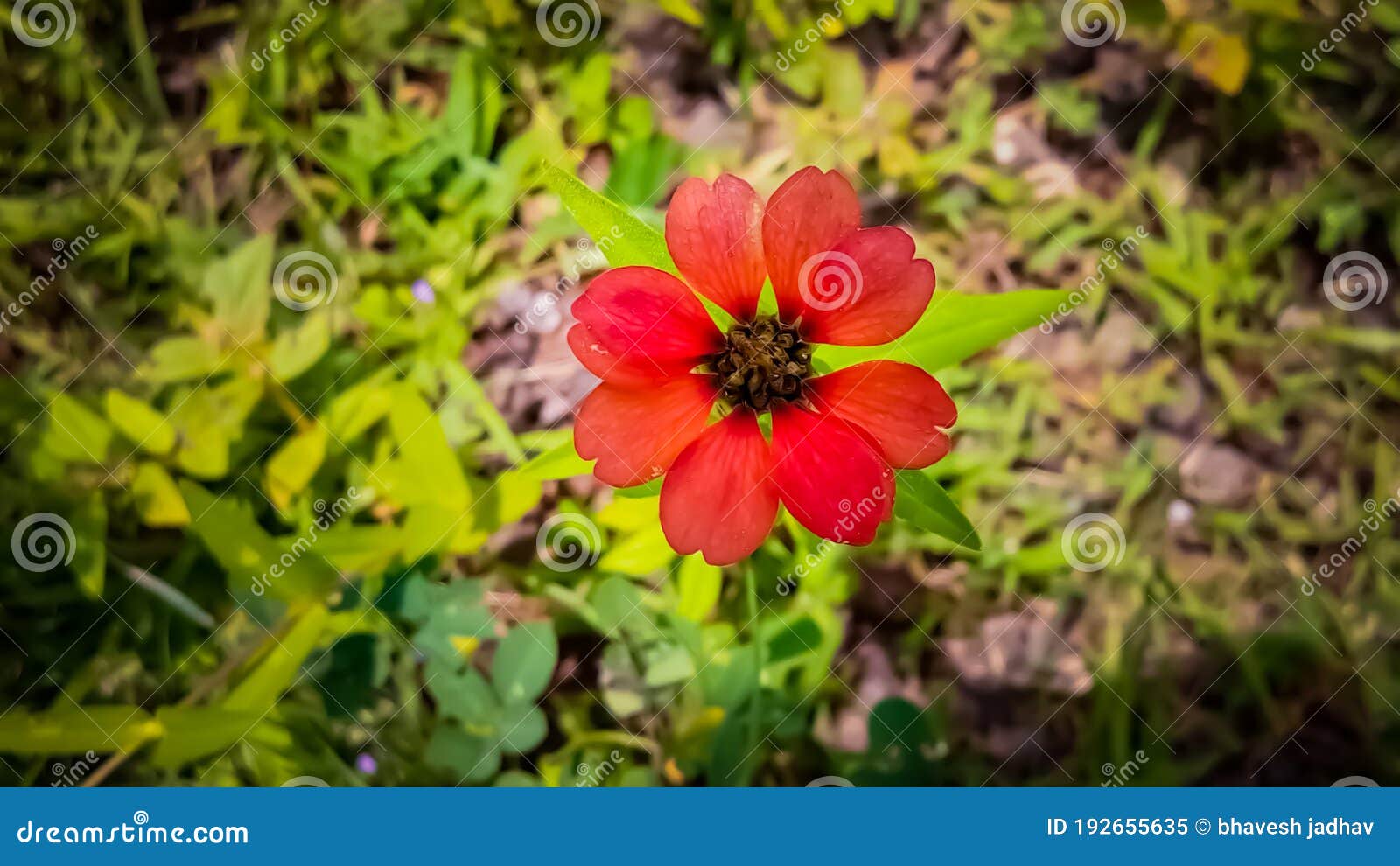 Flower, Xenia, Red, Wow, Green Stock Image Image of flower, xenia