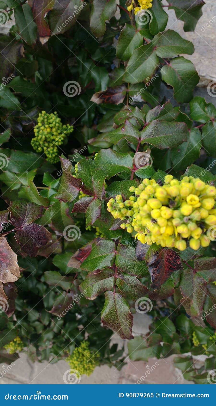 Flower stock image. Image of bush, nature, yellow, flower 90879265