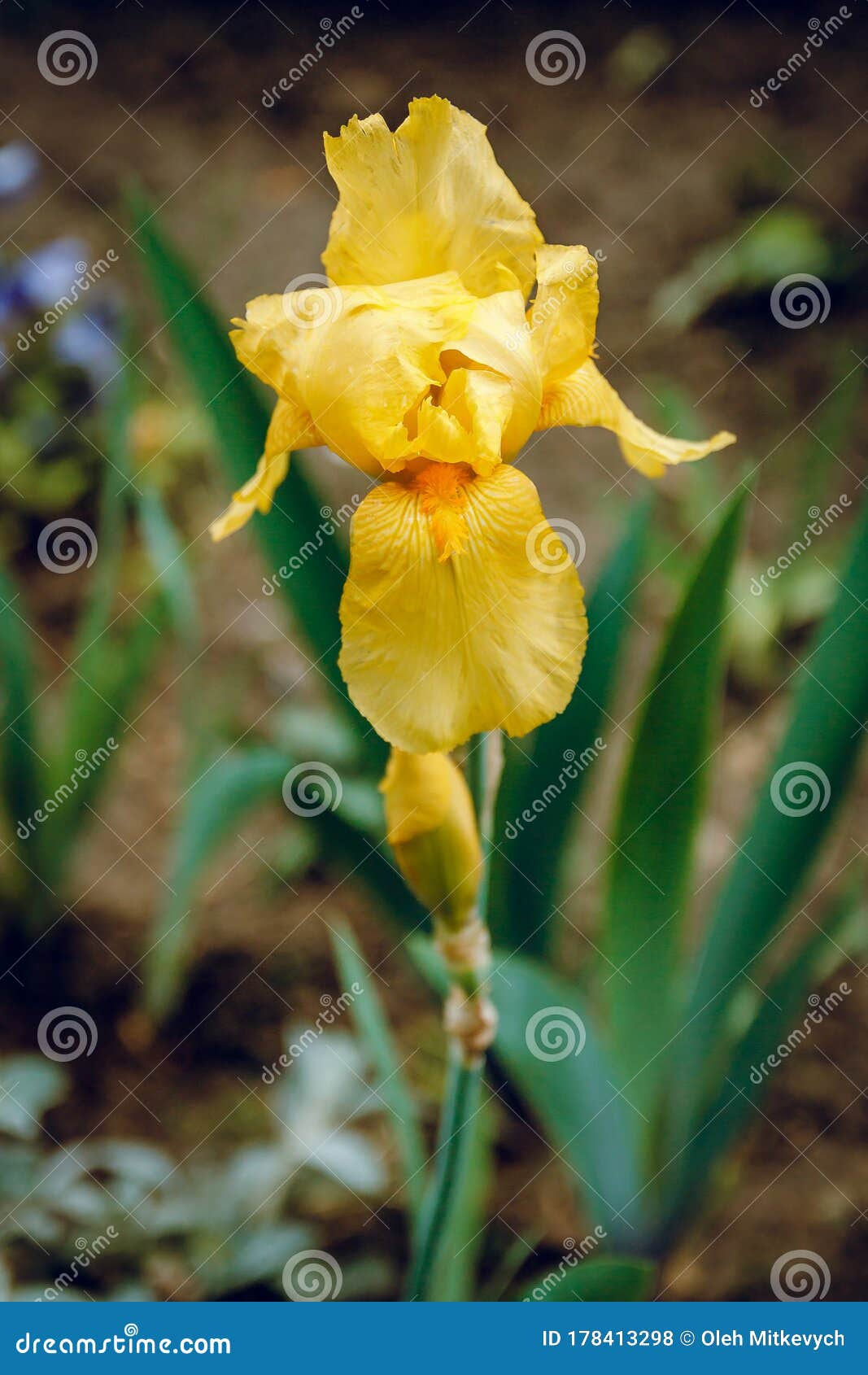 flower yellow iris in morning dew. green background. the botanic gardens