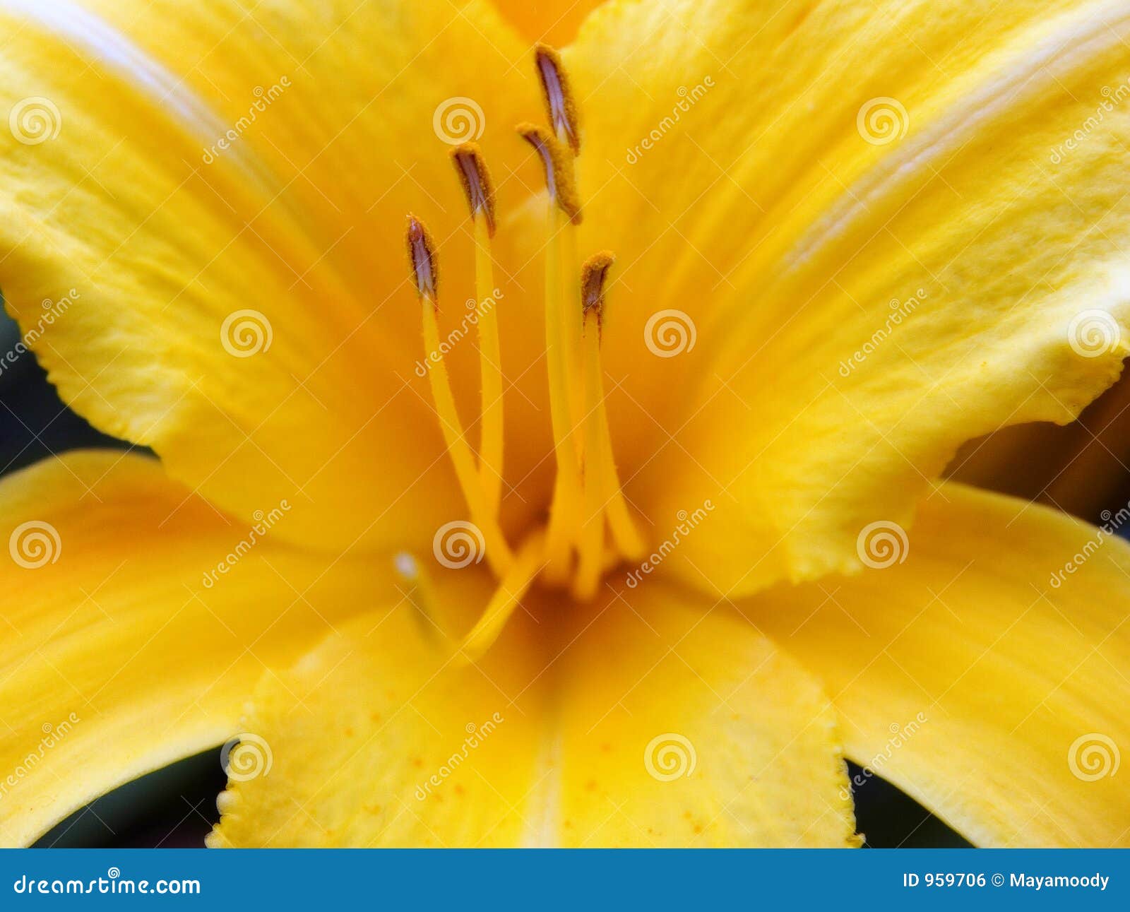 flower - yellow lillie