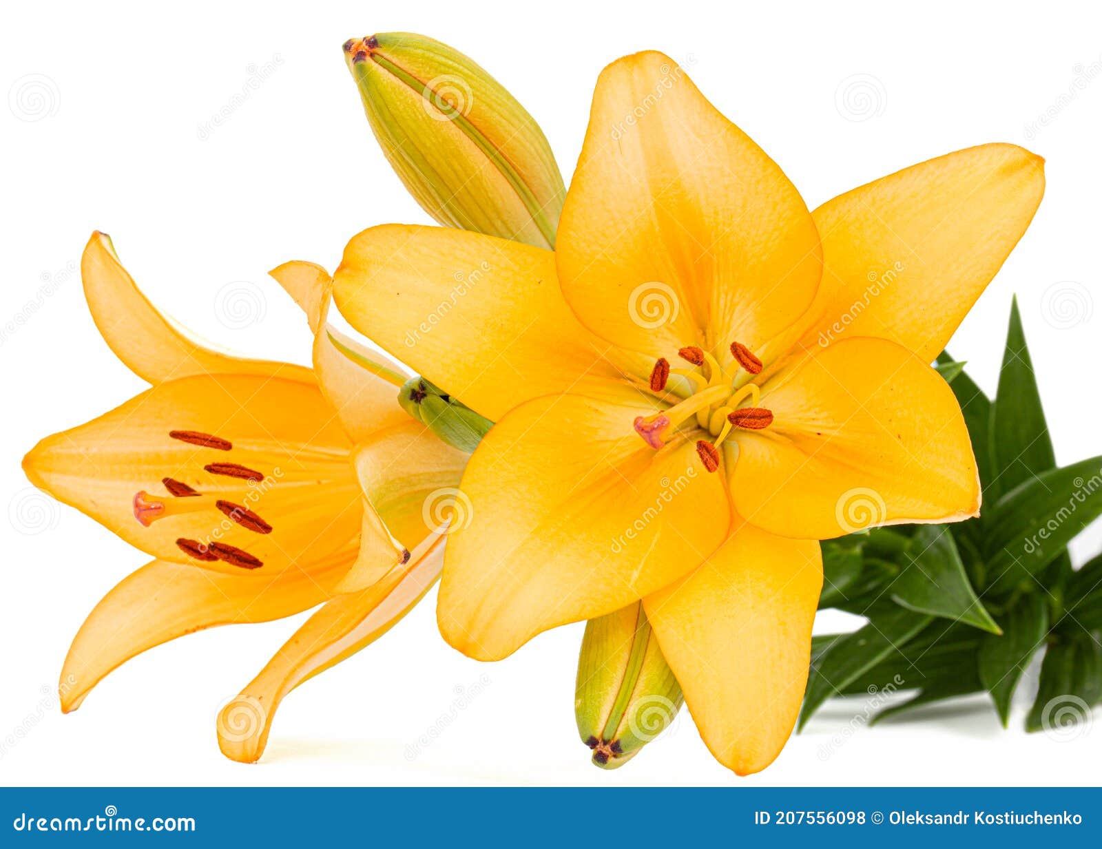 Flower of Yellow Lily, Isolated on White Background Stock Photo Image