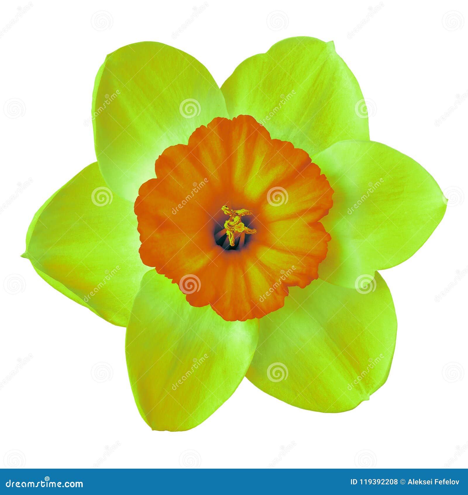 Flower Yellow Orange Narcissus, Isolated On A White Background. Close ...