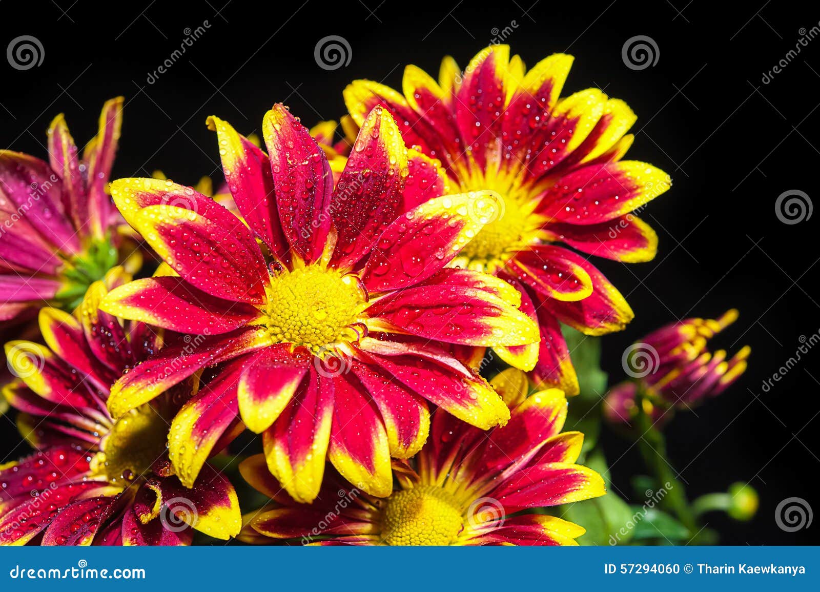 Flower stock photo. Image of petals, herb, medicine, grass 57294060