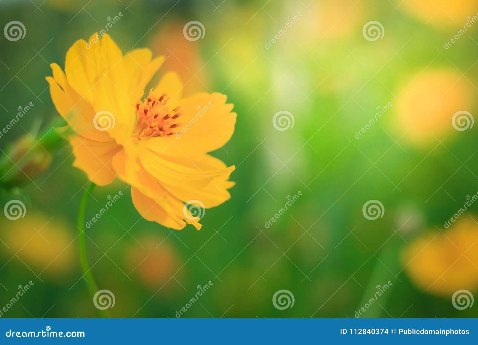 Download Flower Yellow Sulfur Cosmos Wildflower Picture Image 112840374 PSD Mockup Templates
