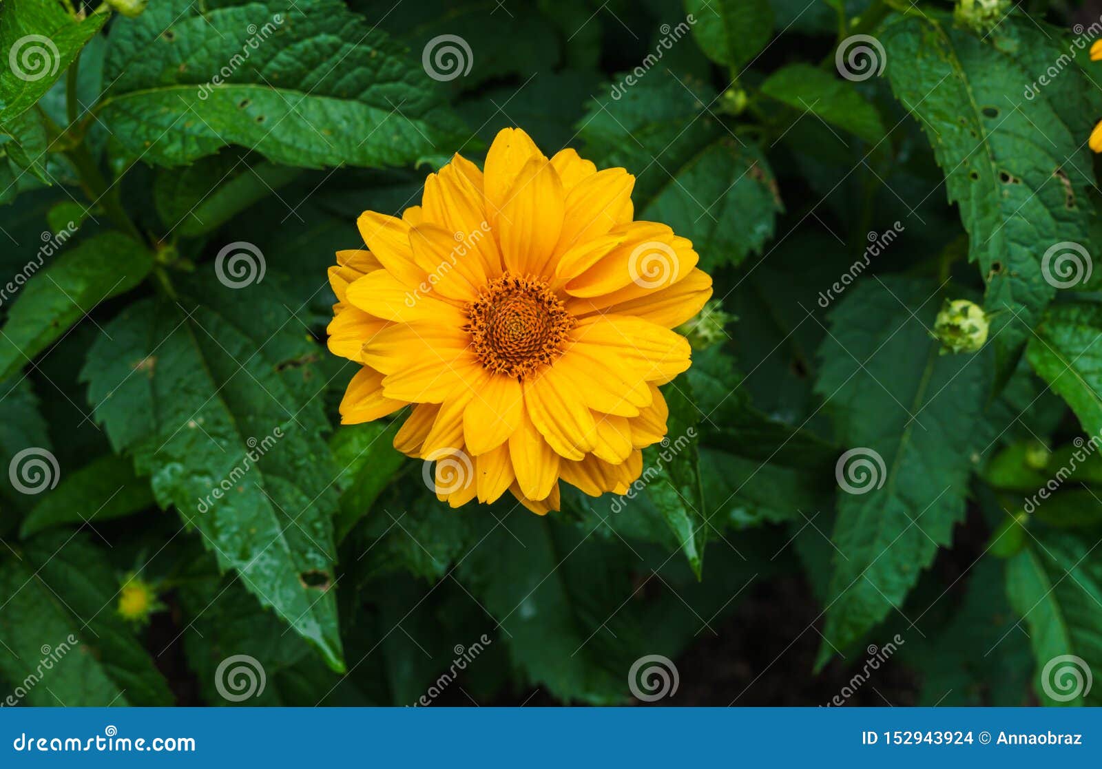 flower yellow ziniya with a garden in the village. summer landscape.