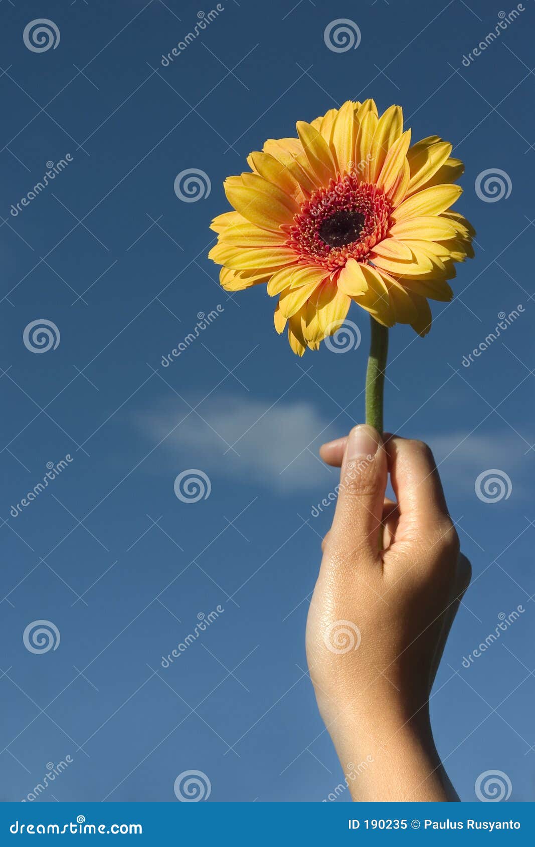 Flower for You stock image. Image of fresh, copyspace, colorful 190235