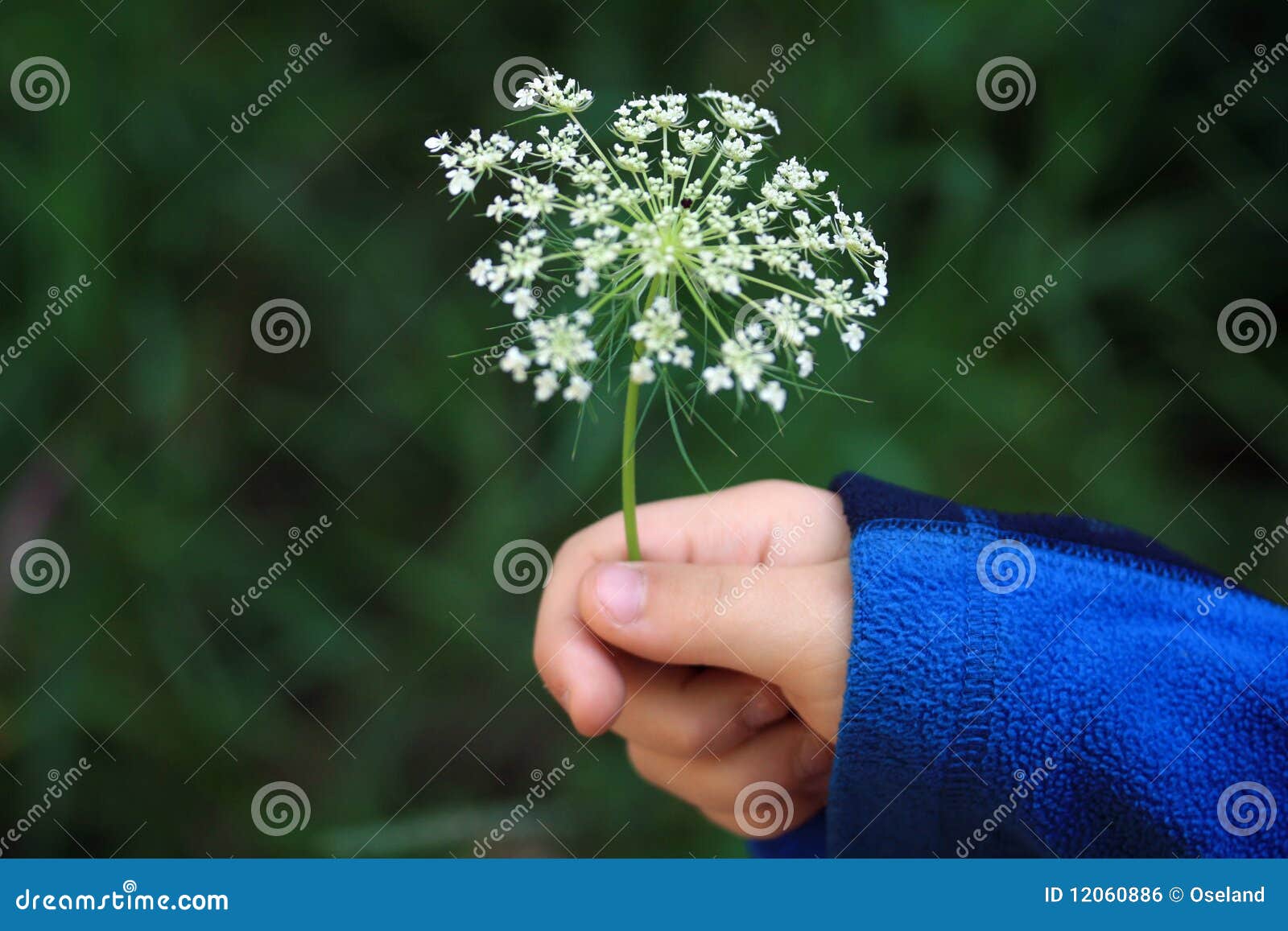 flower in a young child's hand.
