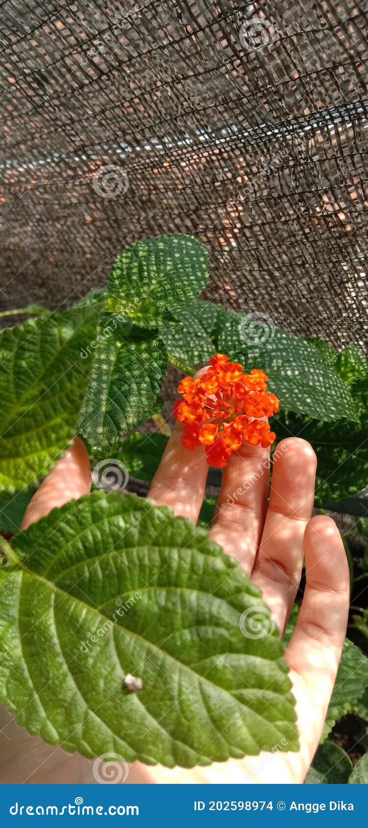 Flower in your hand stock photo. Image of flower, herb 202598974