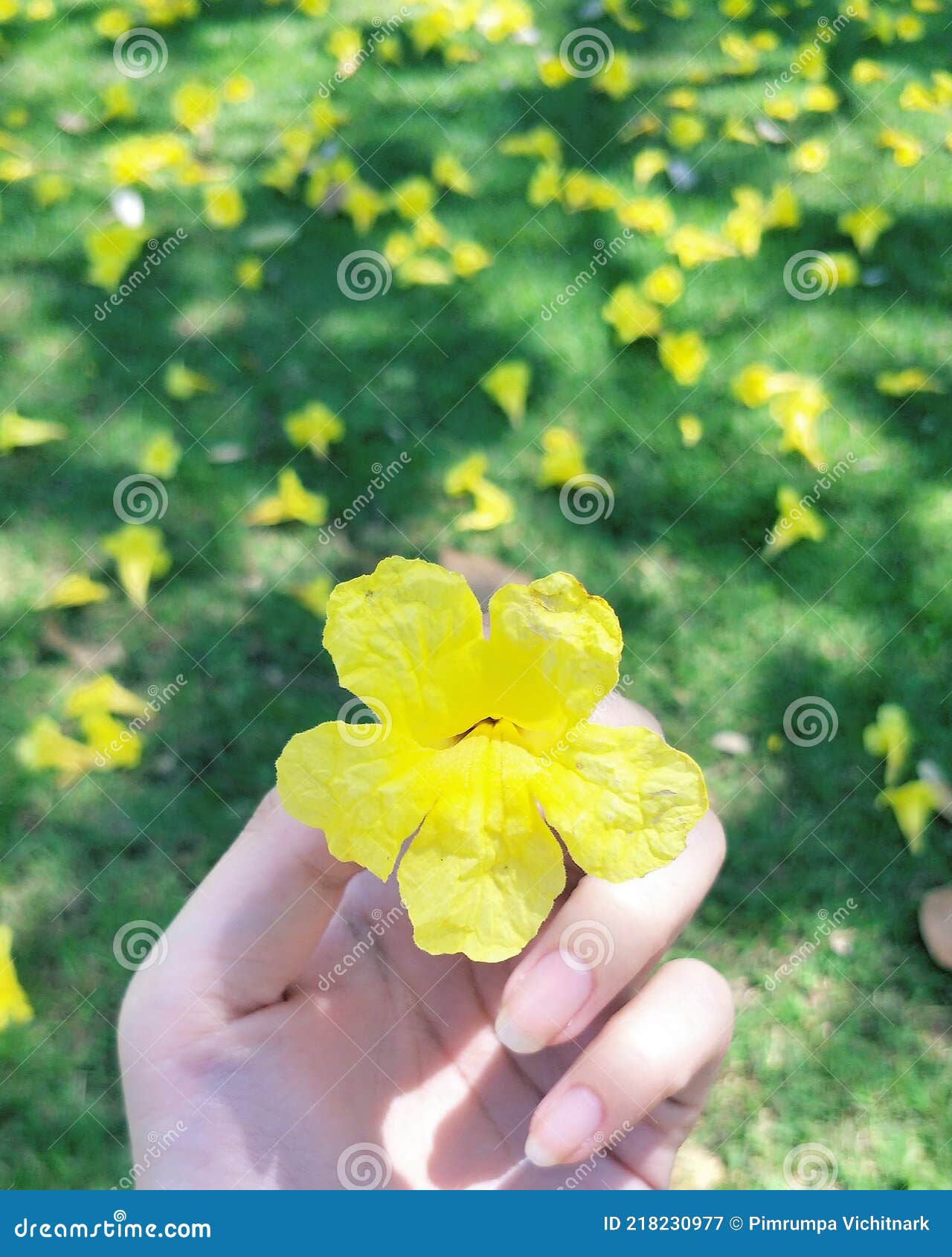 Flower in your hand stock image. Image of hand, falling 218230977