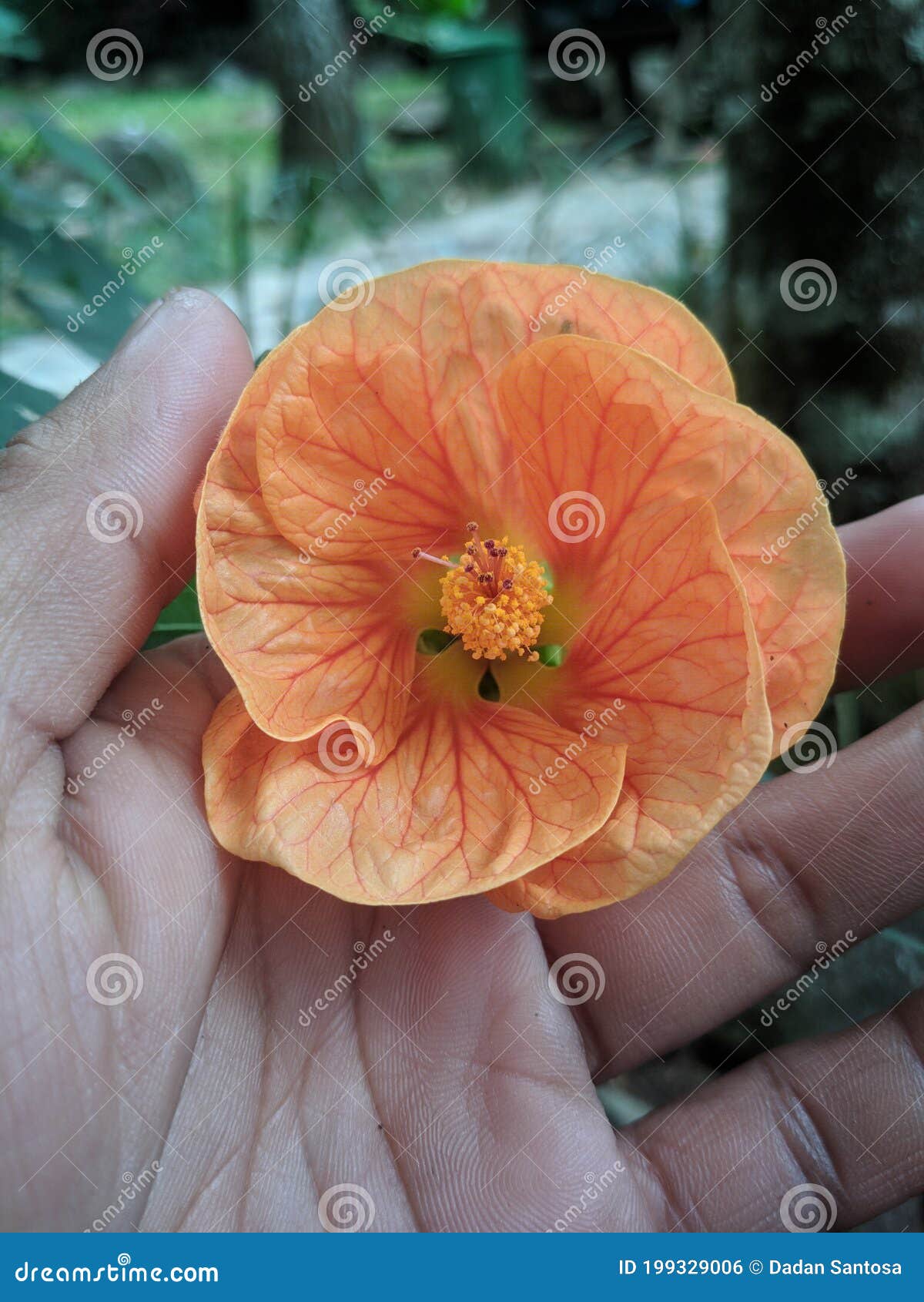 Flower in your hand stock photo. Image of cute, orange 199329006