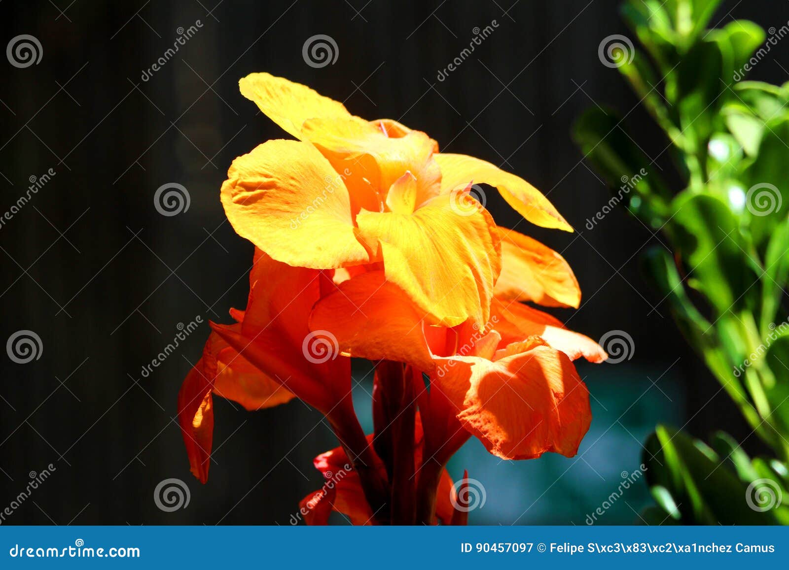 flower zoologico san cristobal hill