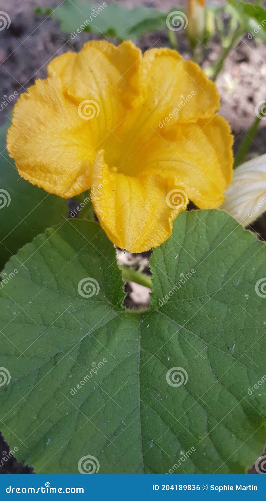 Flower of zucchini stock photo. Image of wildflower 204189836