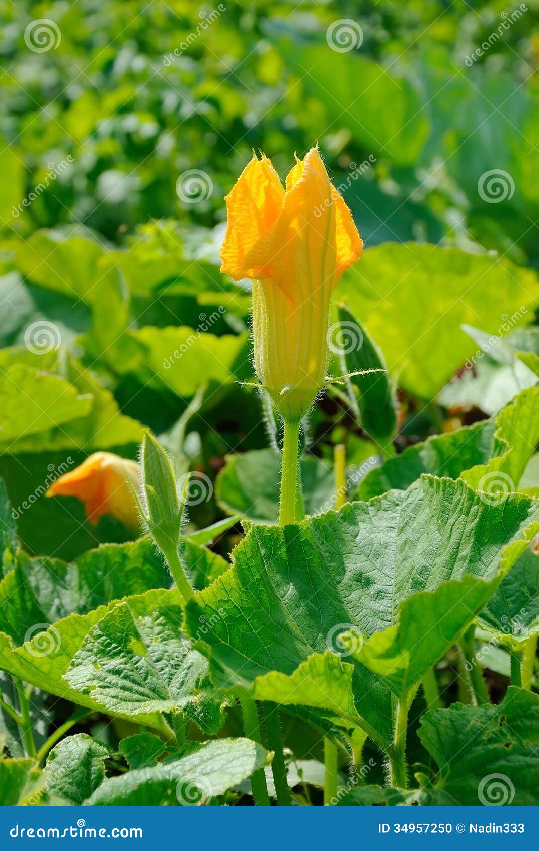 Flower of the Zucchini Plant Stock Photo Image of fresh, environment 34957250