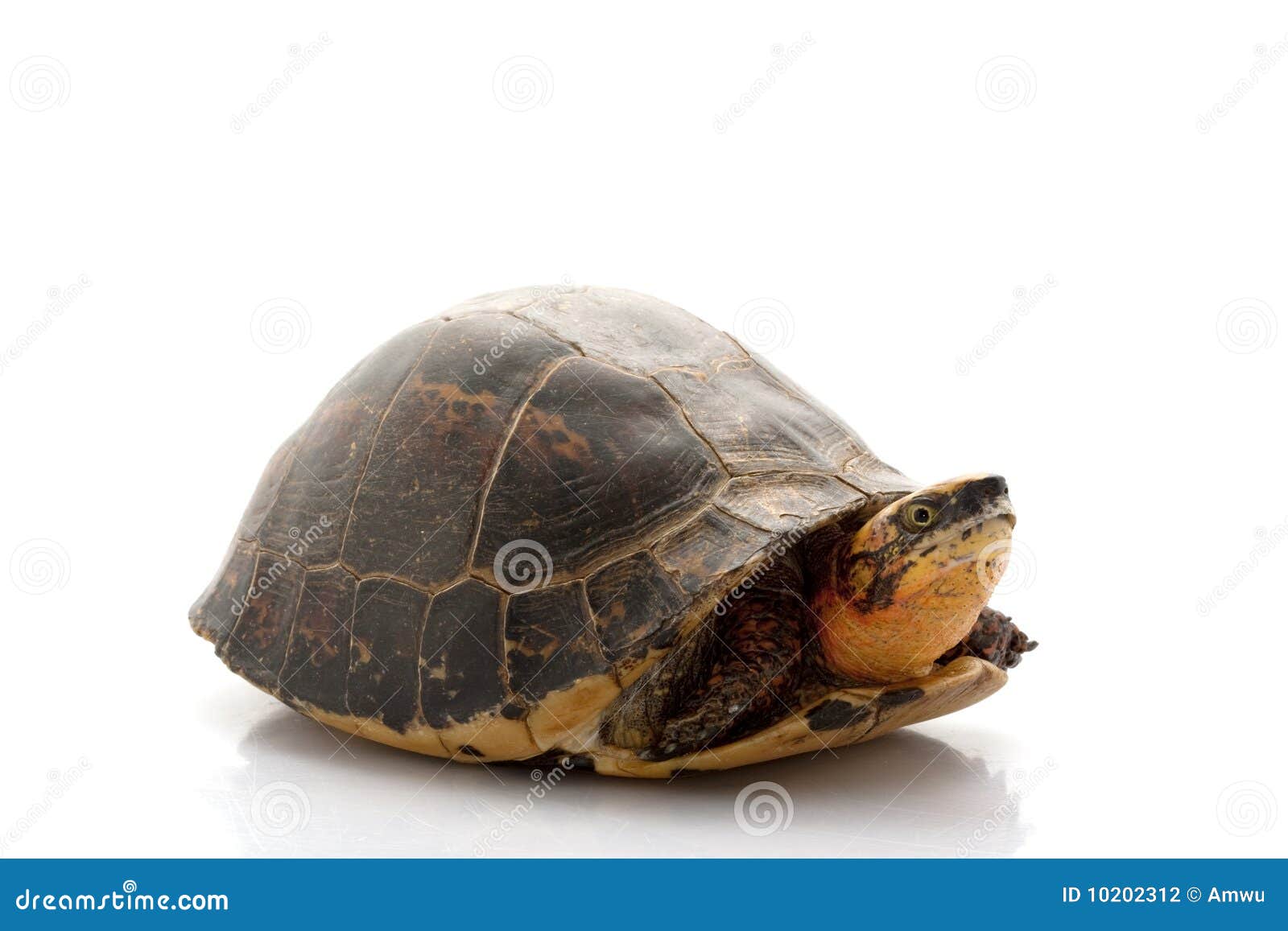 Flowerback Box Turtle stock photo. Image of white, animal - 10202312