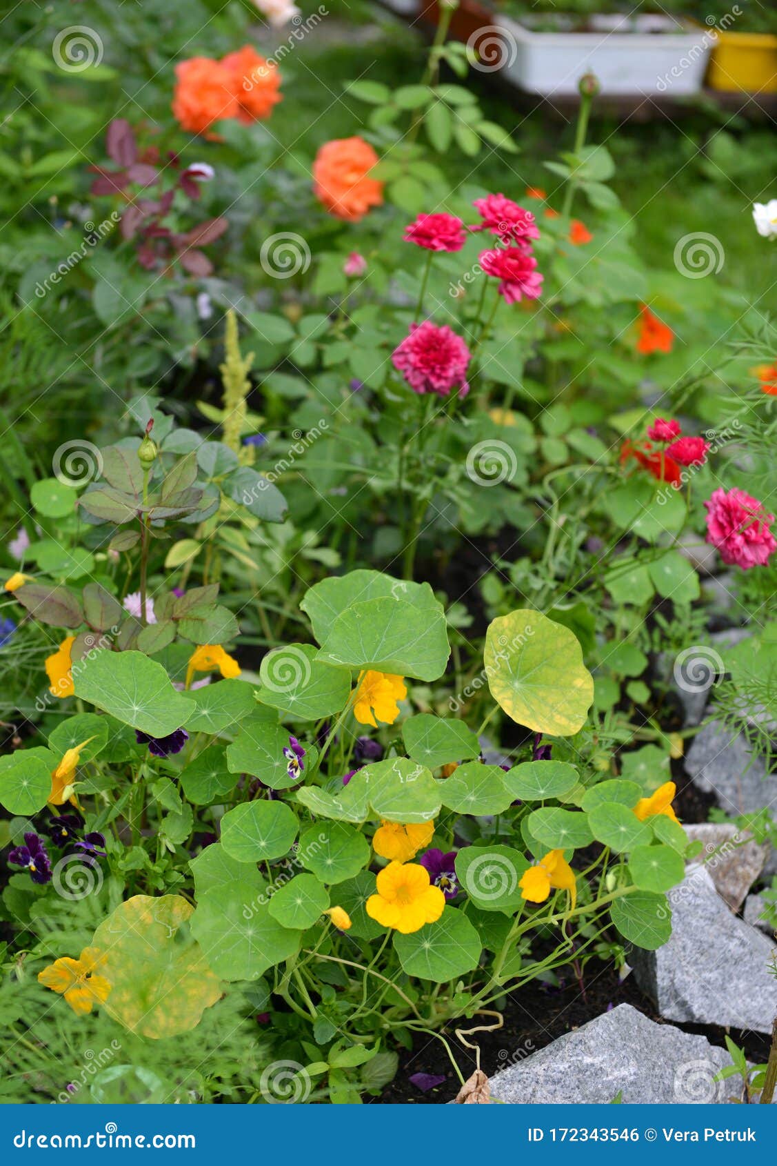 Flowerbed With Blooming Nasturtium Ranunculus And Orange Rose Flowers Stock Photo Image Of Hobby Beautiful 172343546