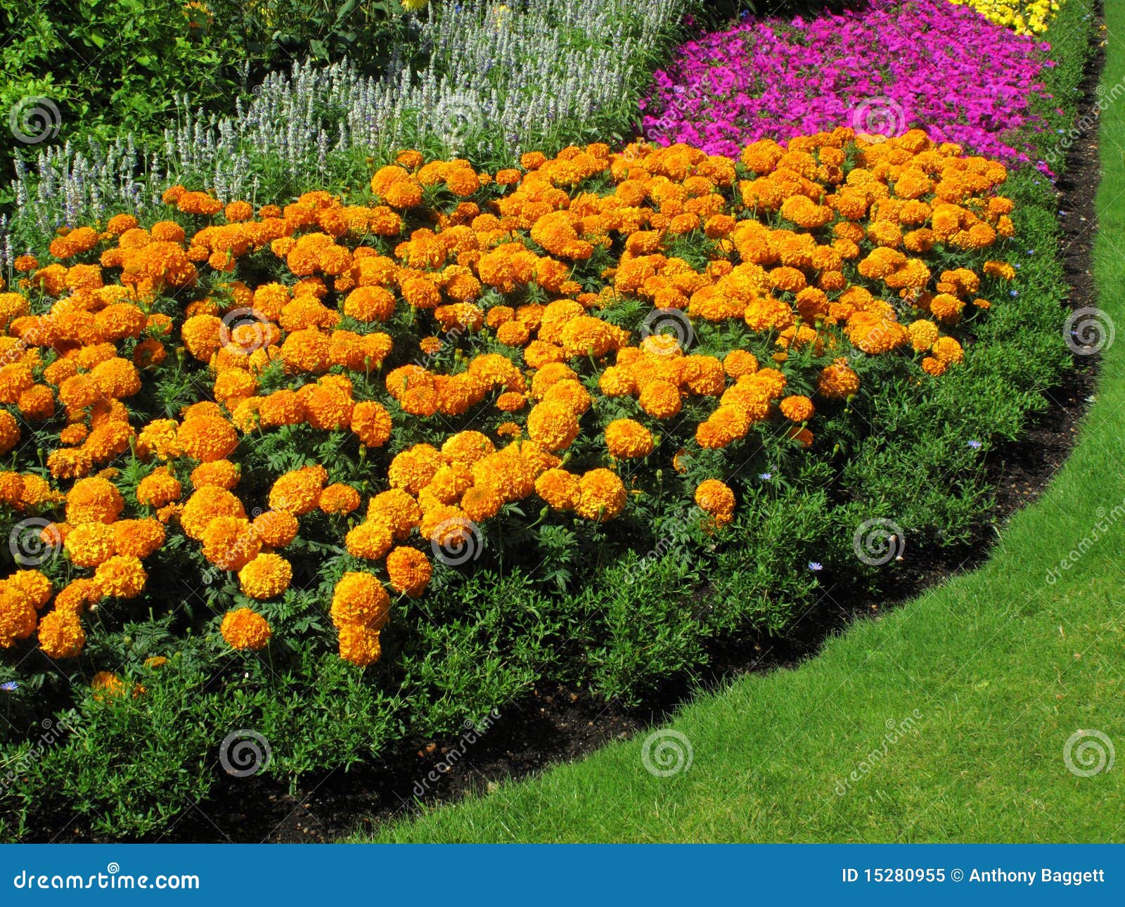 Flowerbed Border Of Marigolds Stock Image Image of summer, garden