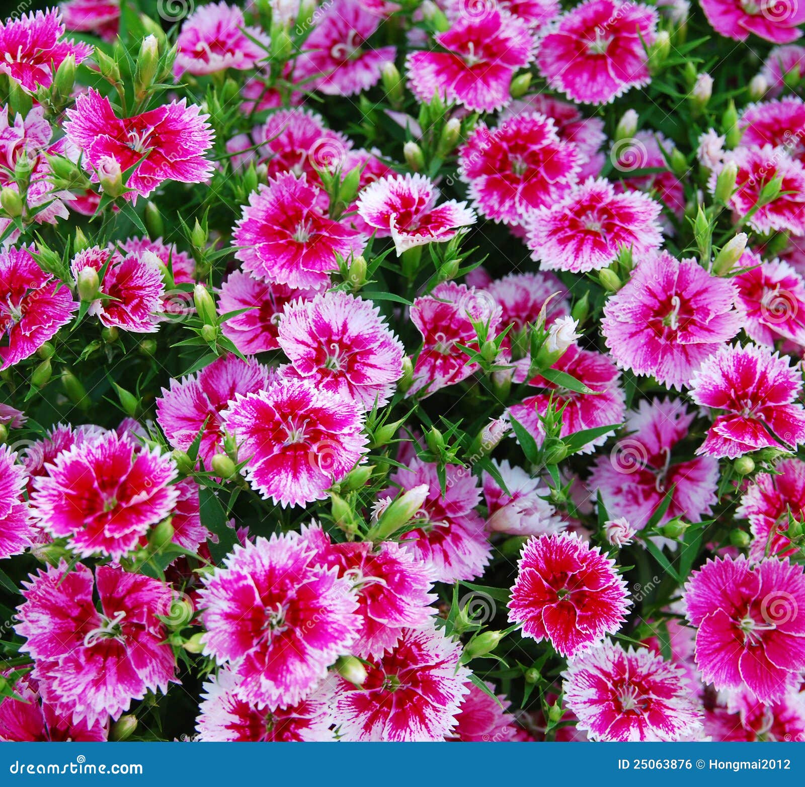 Flowerbed Del Barbatus Del Dianthus Fotografia Stock - Immagine di ...