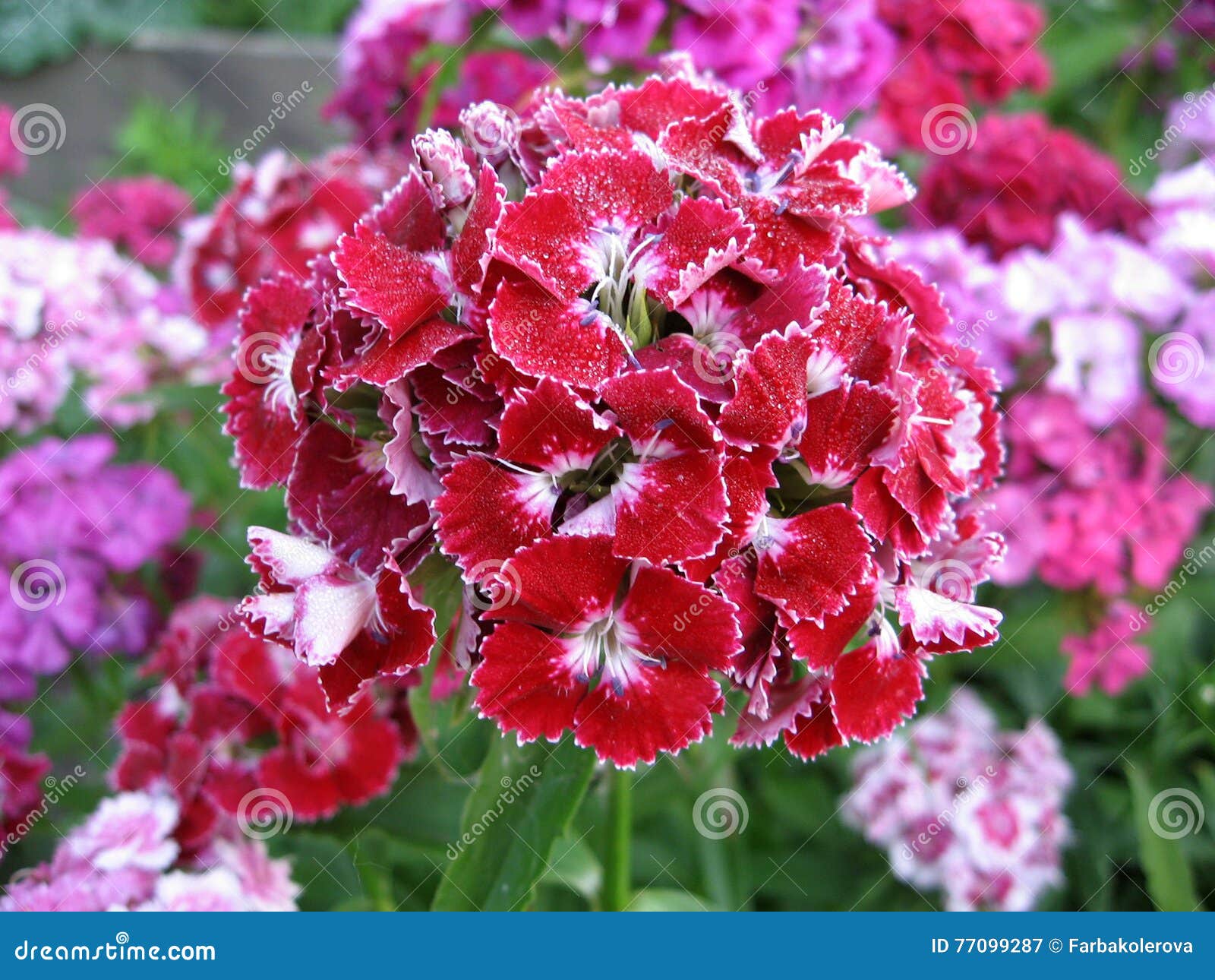 Flowerbed of Dianthus Barbatus. Stock Image - Image of beautiful ...