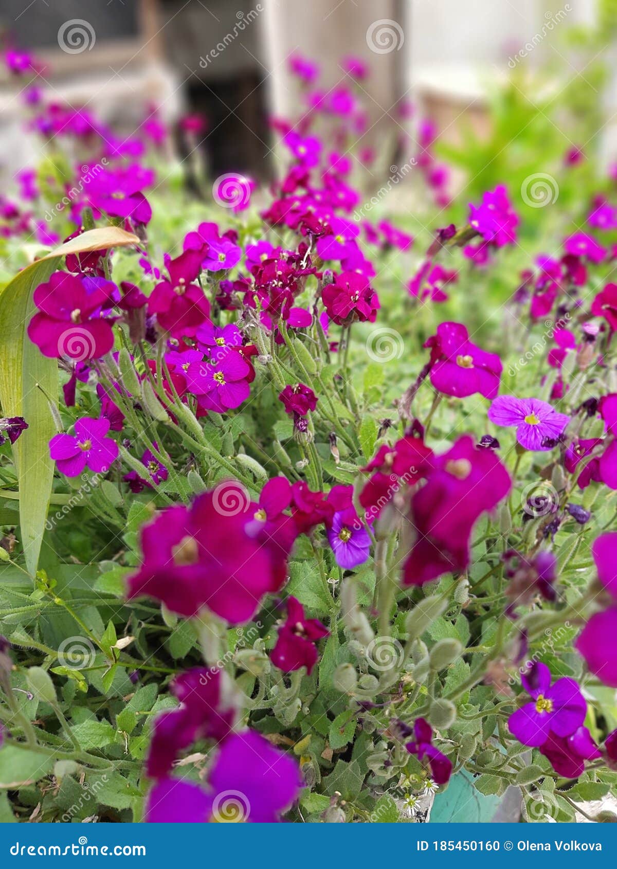 Flowerbed of Little Pink Flowers in the Park. Photo of Pink Flowers in ...