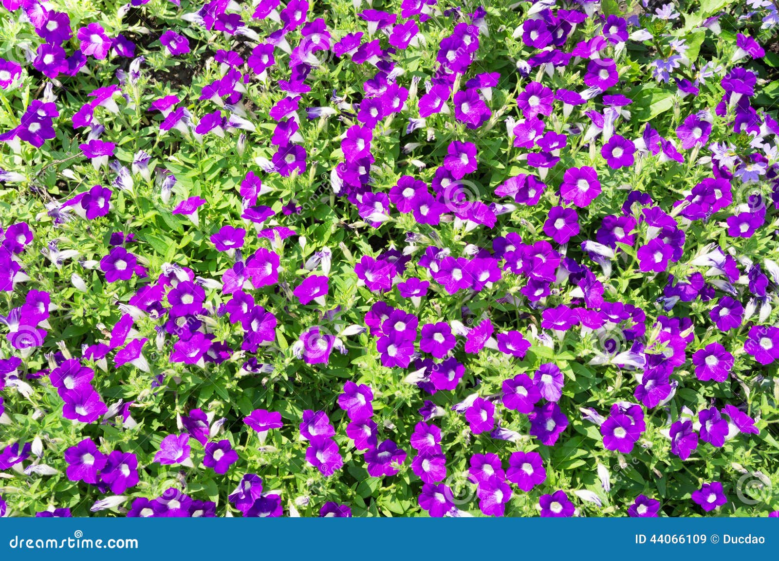 Flowerbed with Violet Petunias Stock Image Image of home, beautiful