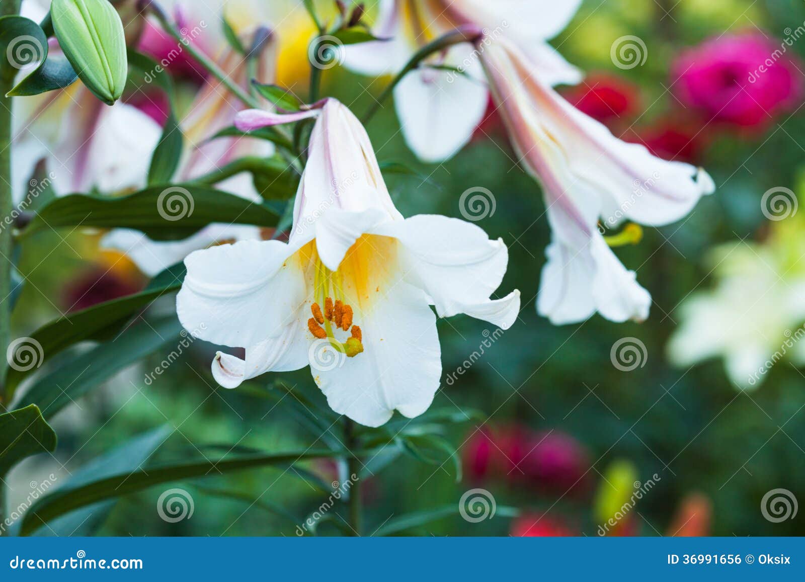 White lily on the flowerbed, close up