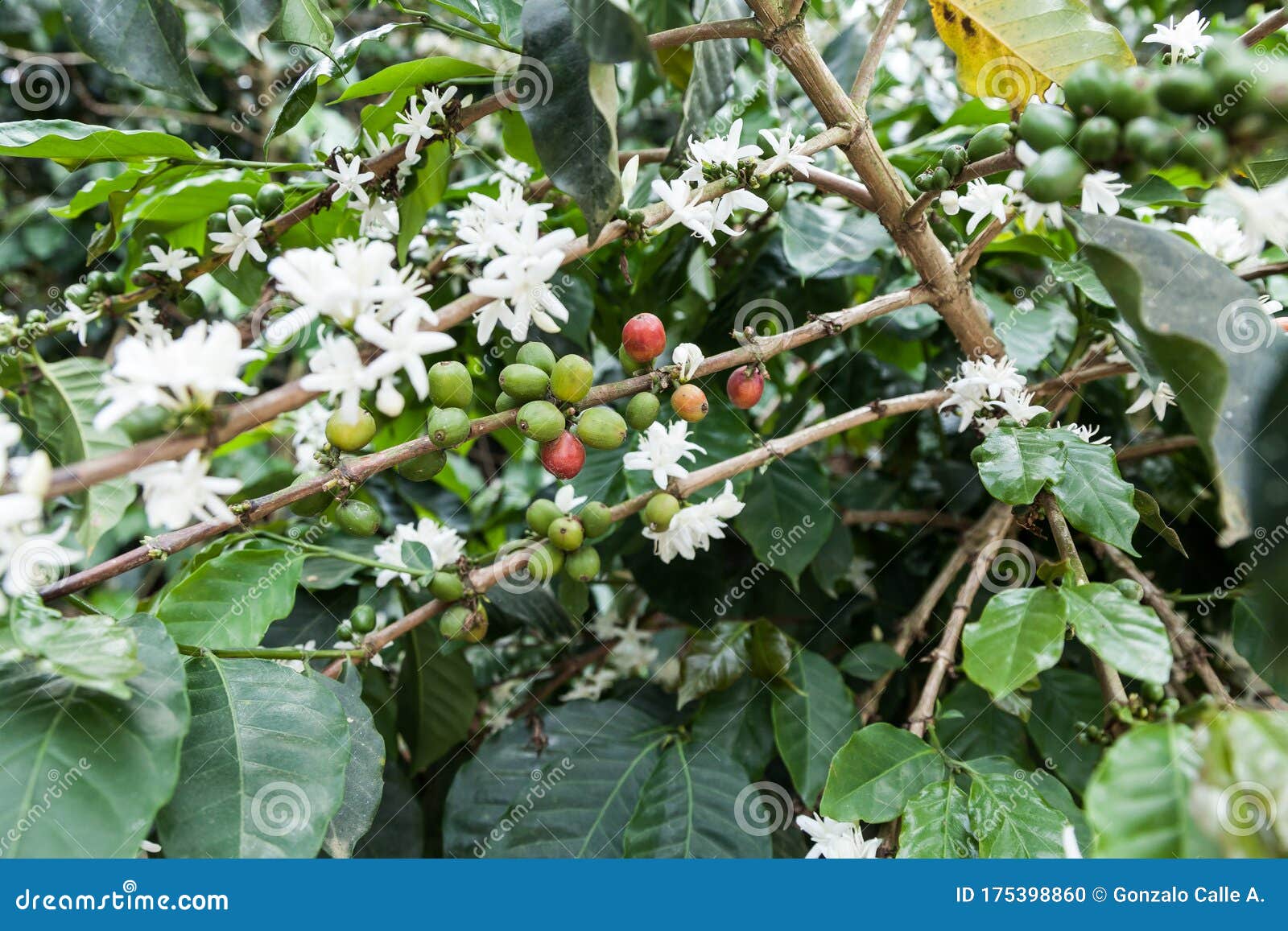 Flowered Coffee Plant with Many Coffee Beans Stock Photo Image of