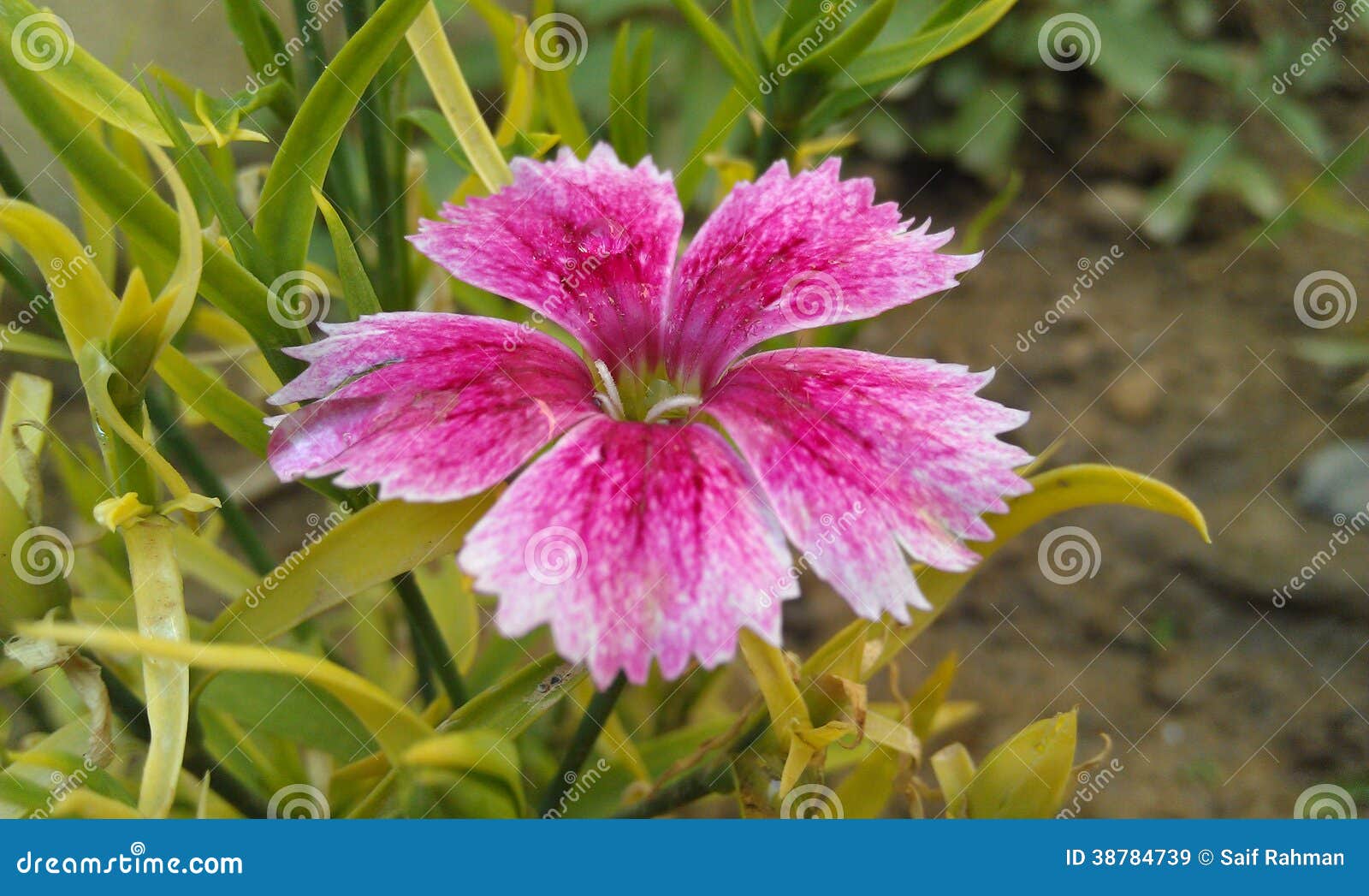 FlowerForYou stock image. Image of phool, flower, plants 38784739