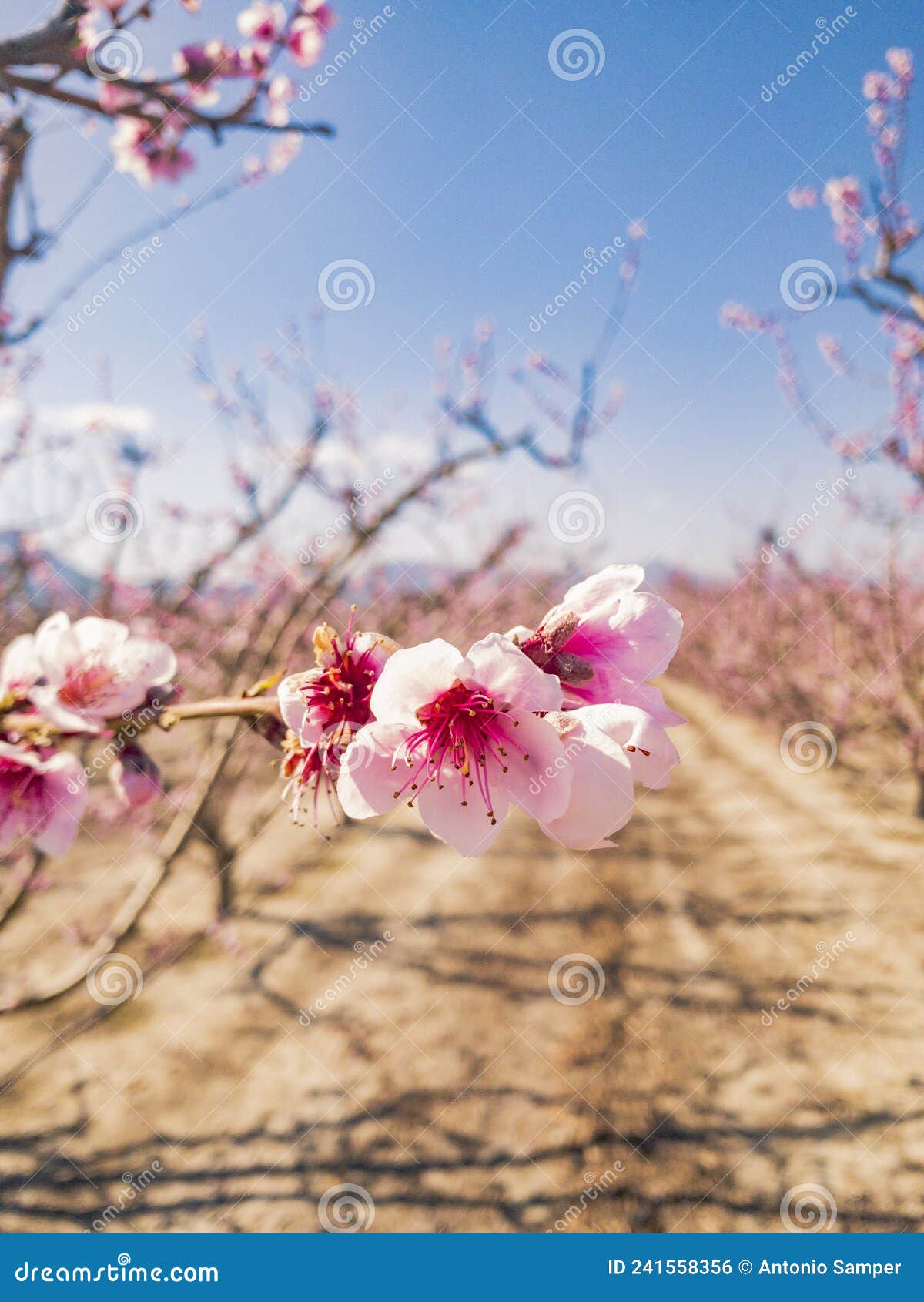 flowering of almond