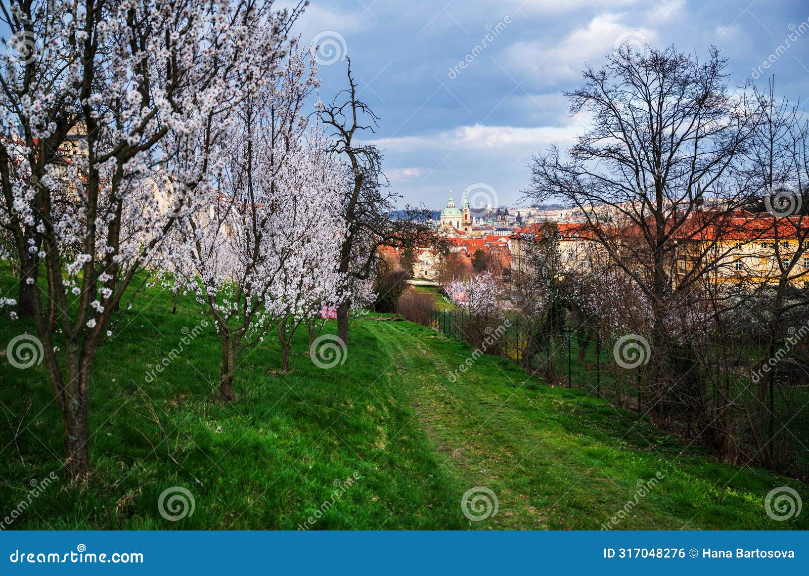 flowering almond tree in strahov garden, springtime