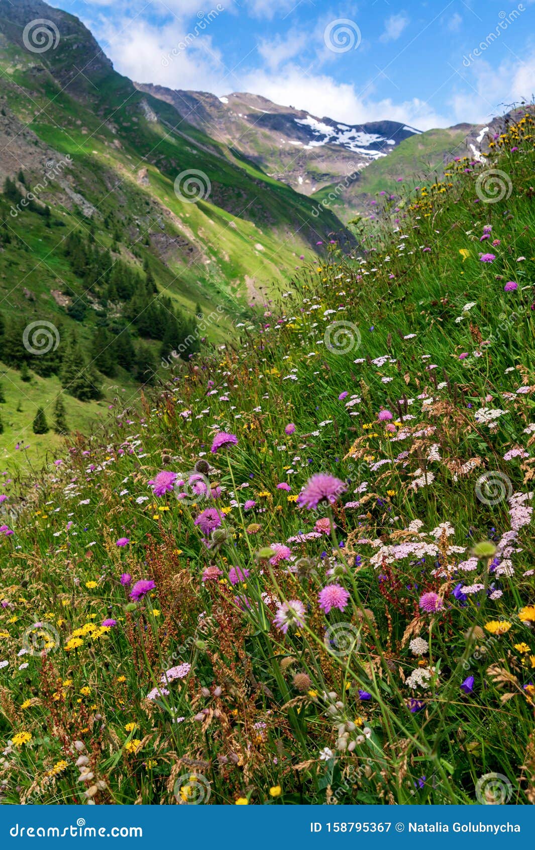 Flowering Alpine Meadow Against Mountains with Snow Patches Stock Image ...