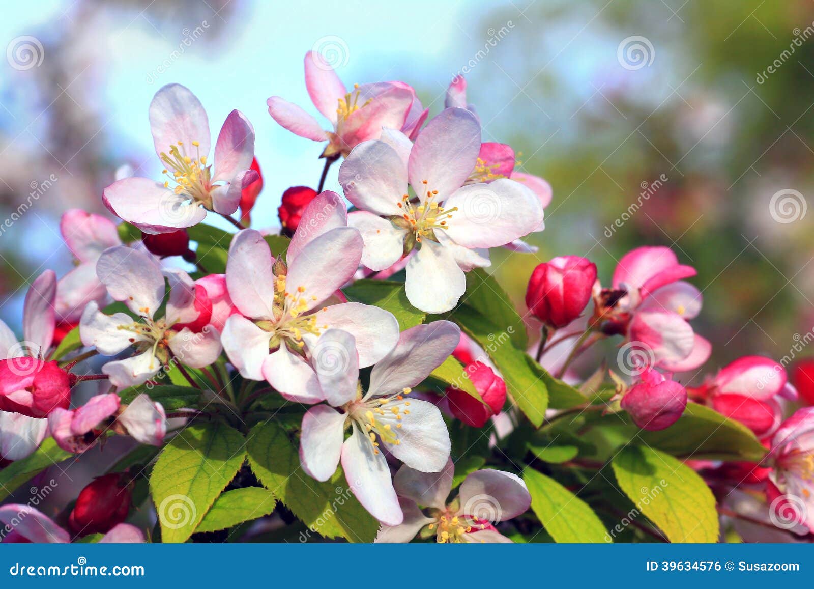 Flowering Apple Bush at Springtime Stock Photo Image of light