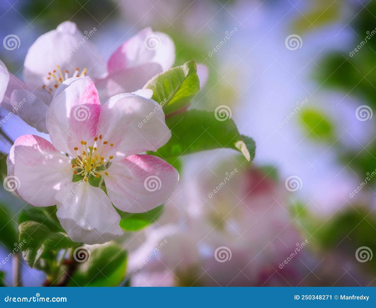 Flowering Apple Tree with White Blossoms Stock Image Image of white